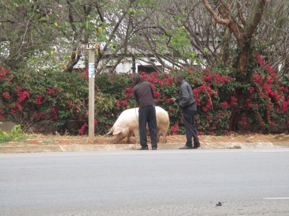 yes-that-is-a-pig-we-chased-down