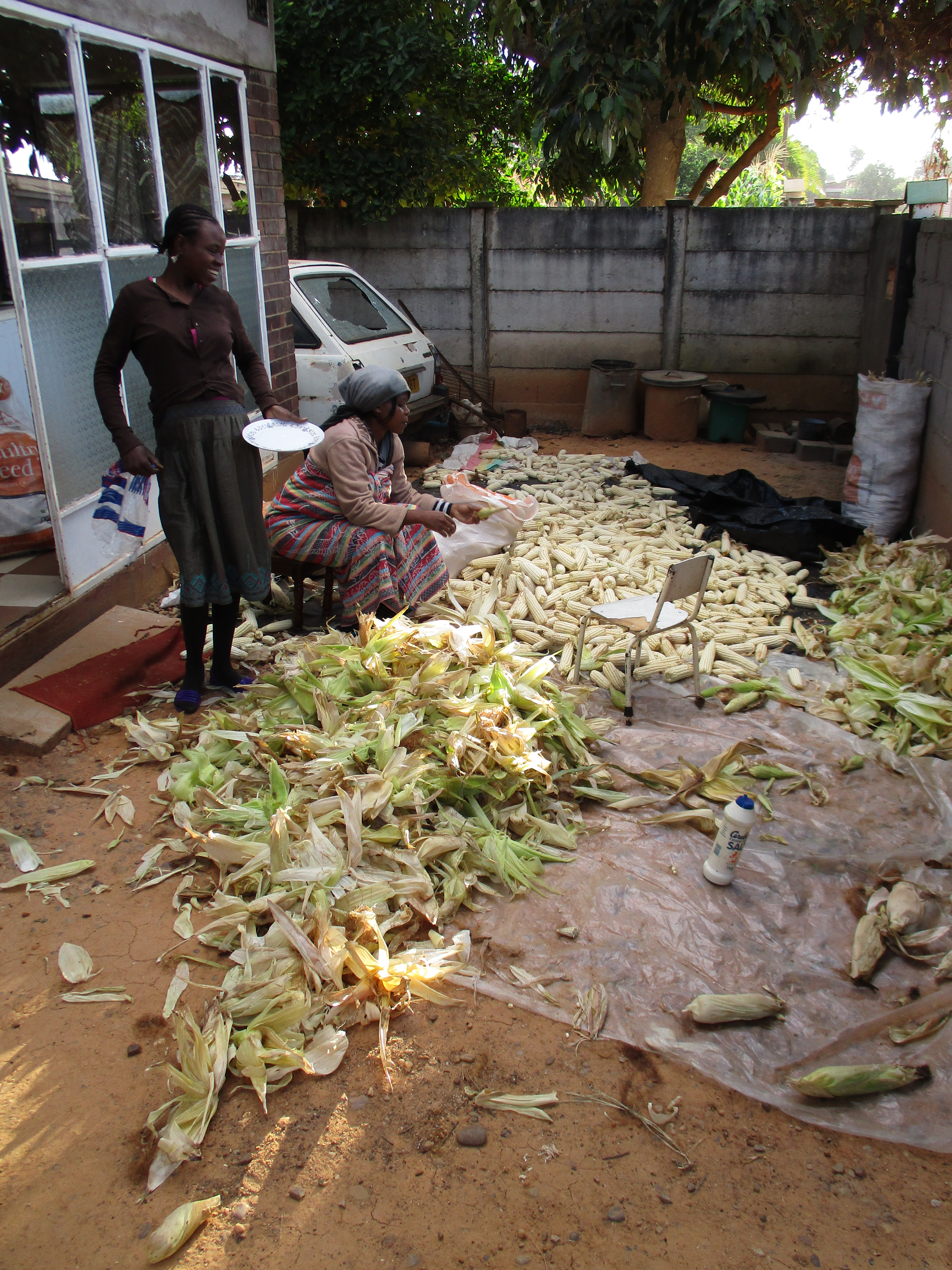 Maize season... chibage! .JPG